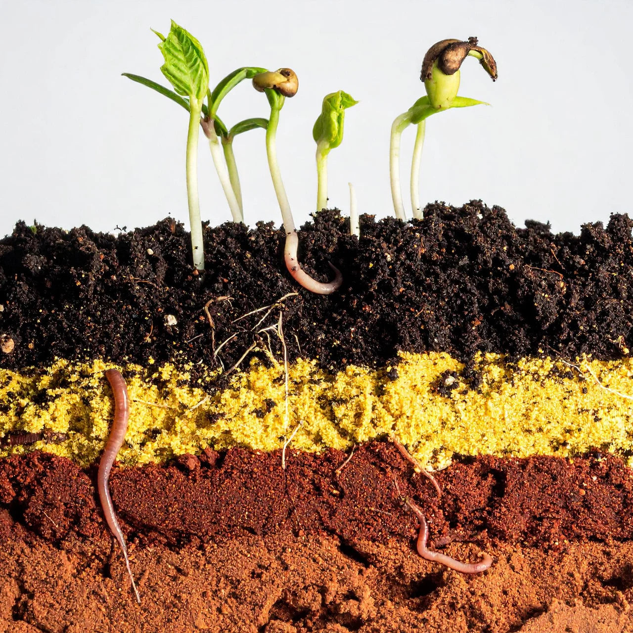 Wild Science Worm Farm