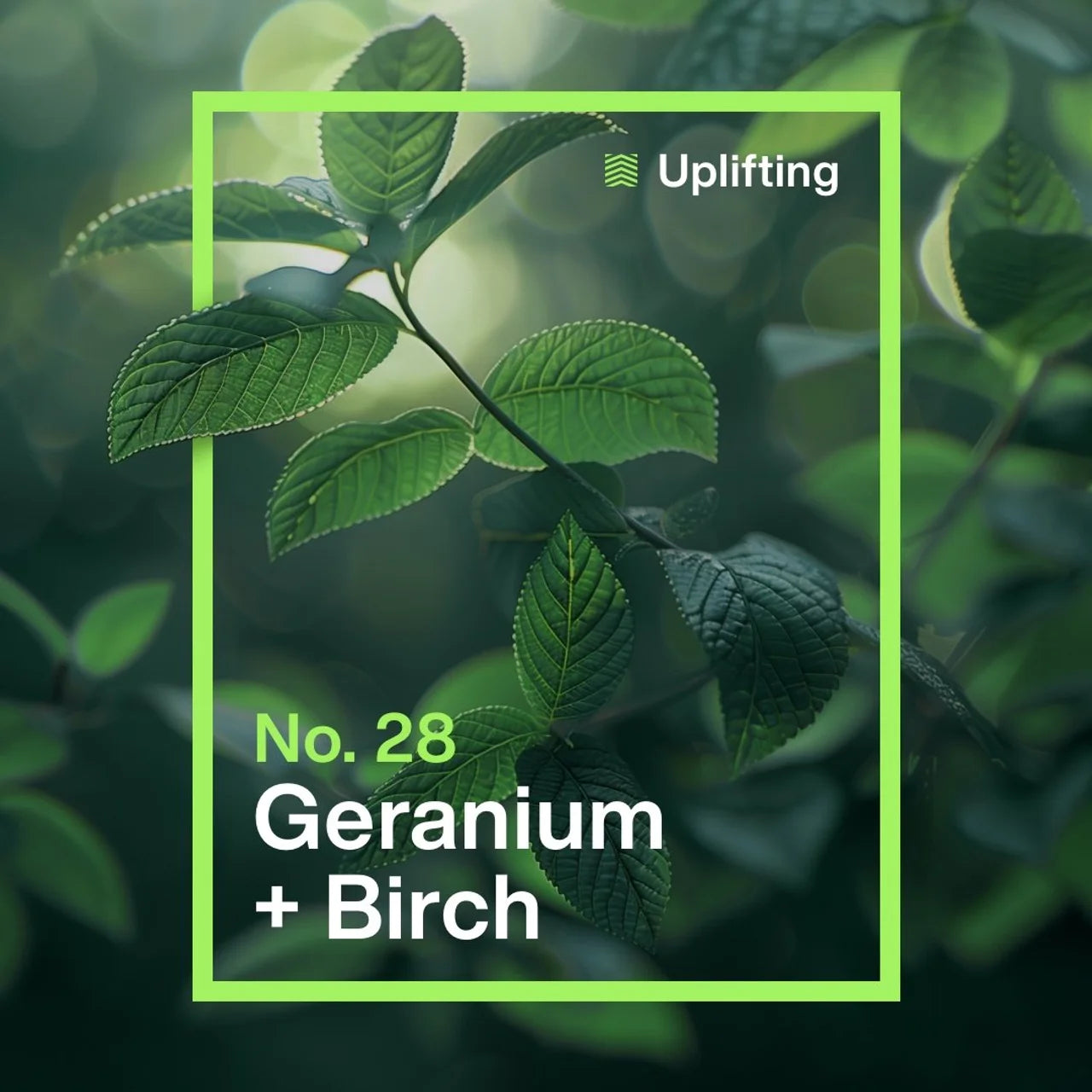 INEOS Non Bio Laundry Liquid XXL Value Box Geranium + Birch 100 Washes 3L