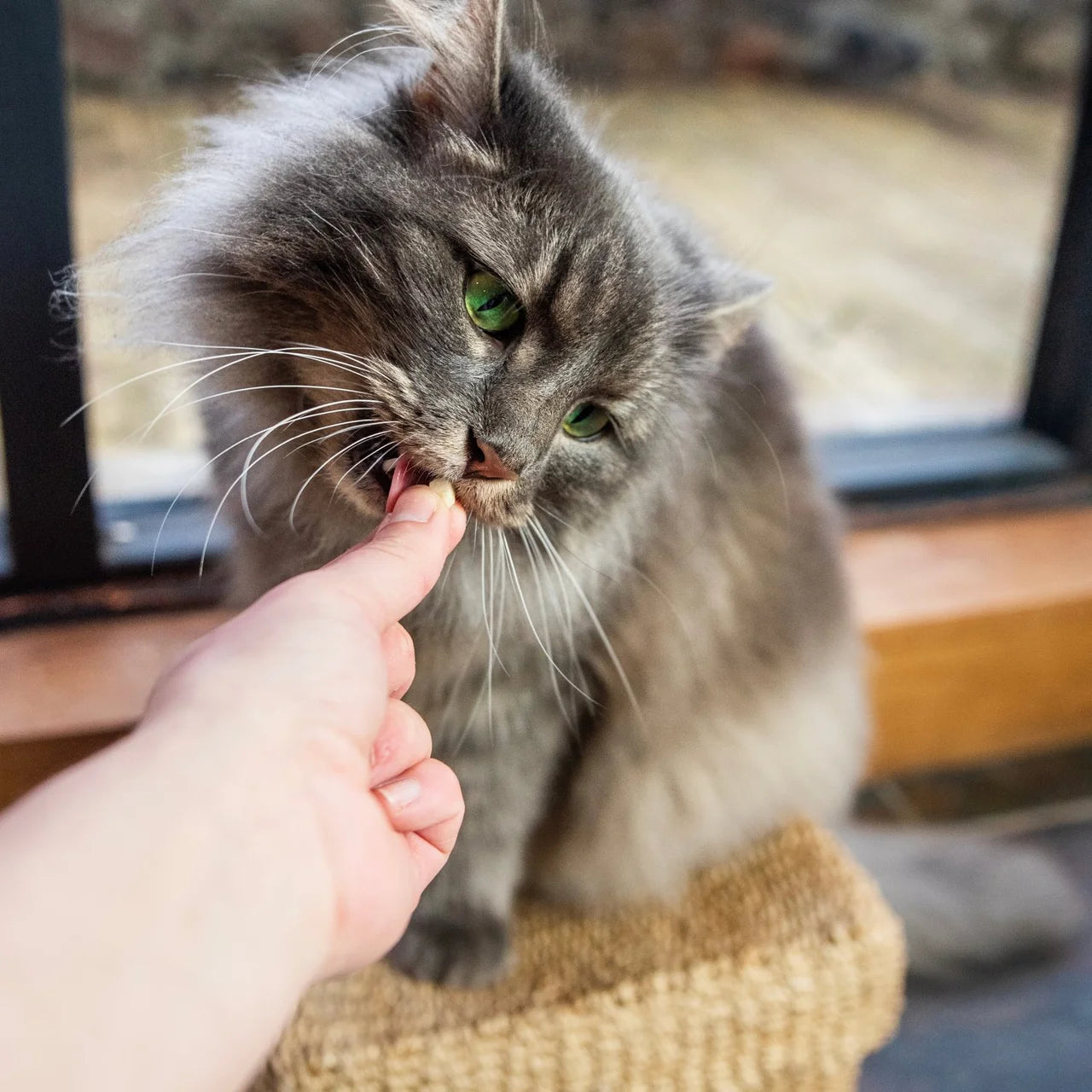 HiLife It's only Natural Chicken Breast Cat Treats 10g