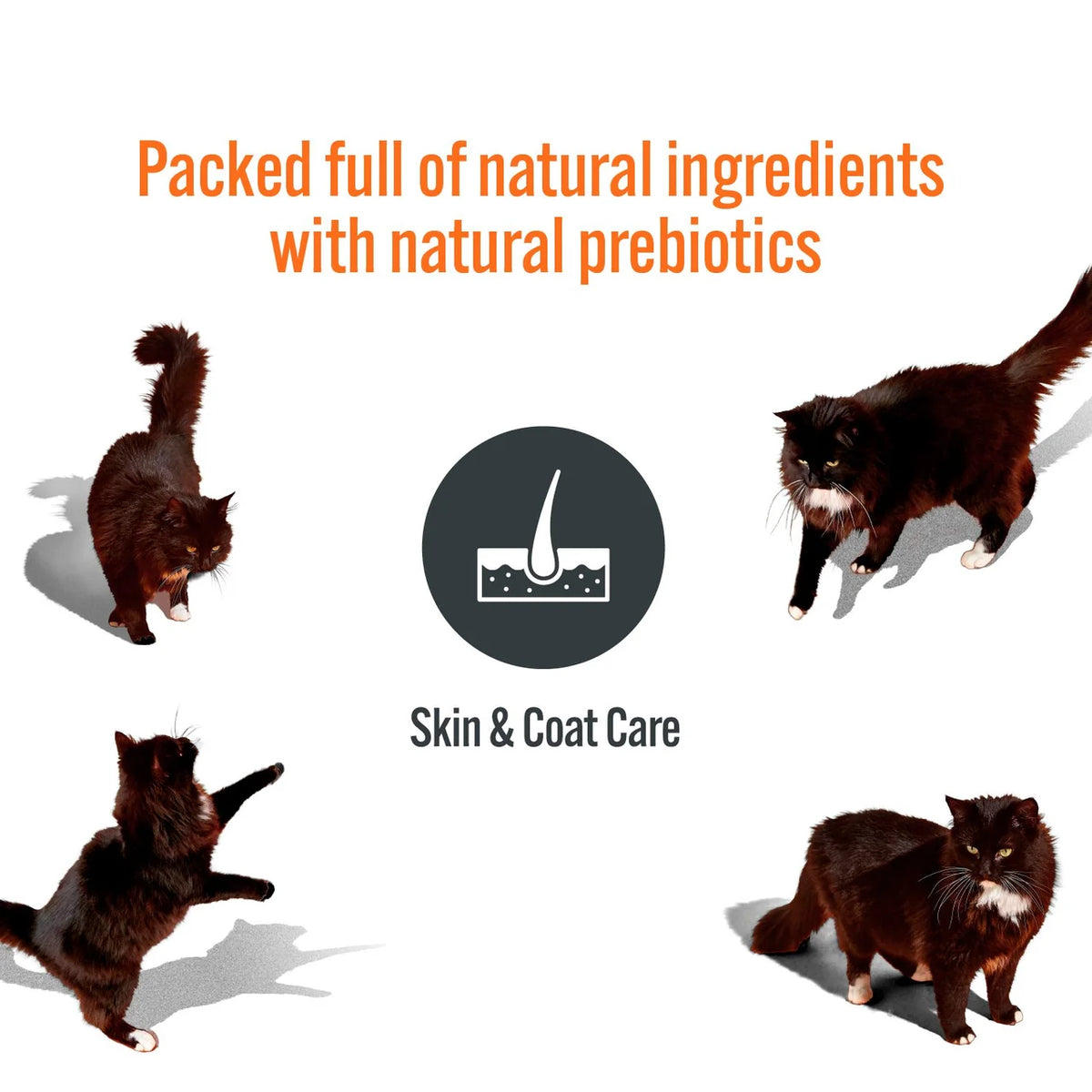 HiLife Functional Cat Licks Skin & Coat Care 5 x 15g