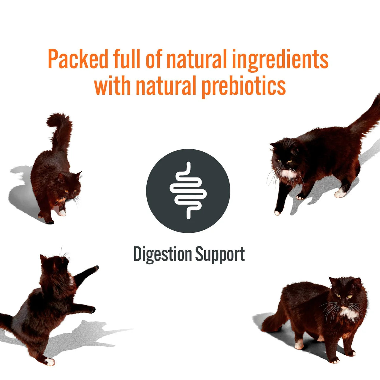 HiLife Functional Cat Licks Digestive Support 5 x 15g