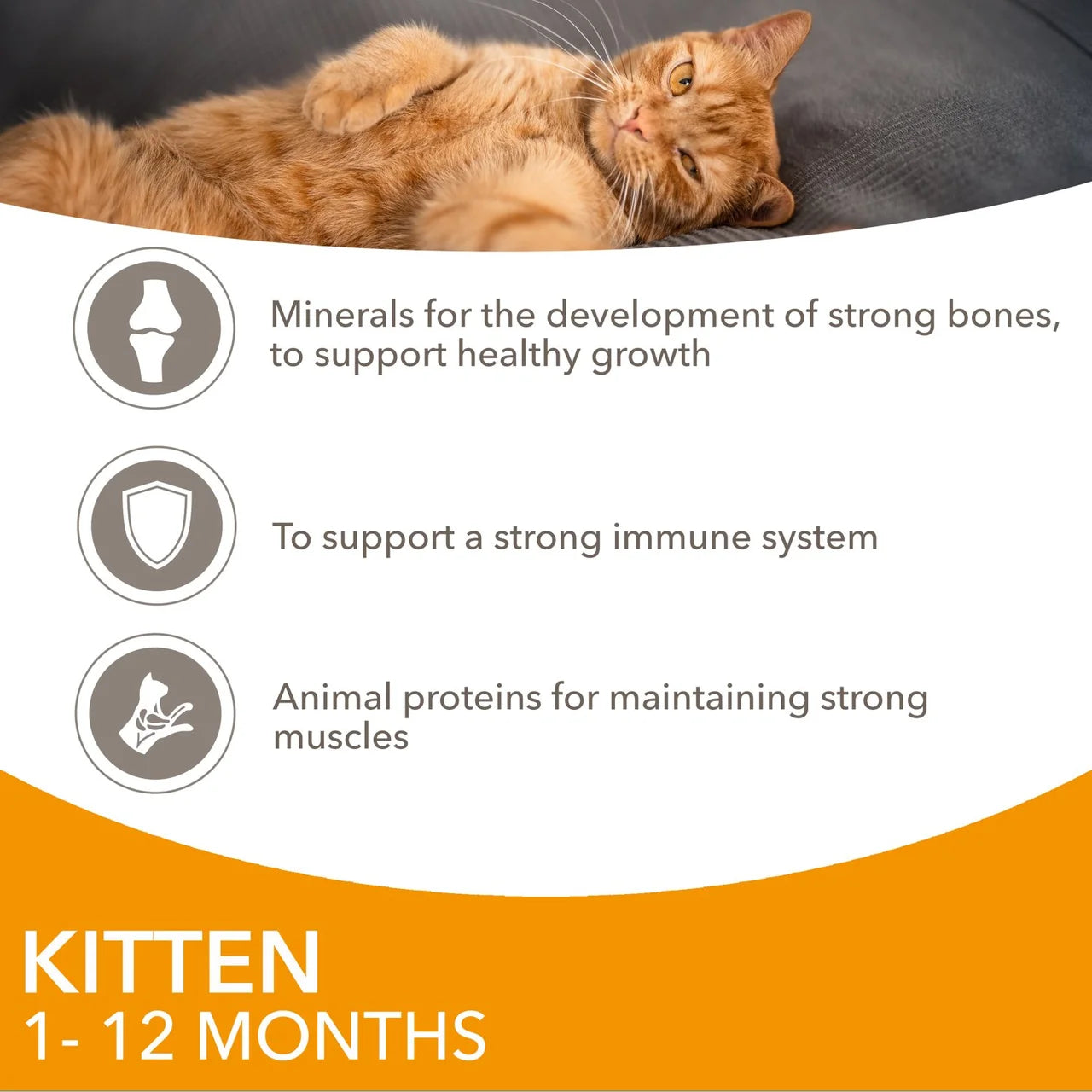 Iams Delights Kitten Chicken in Gravy Multipack 12 x 85g