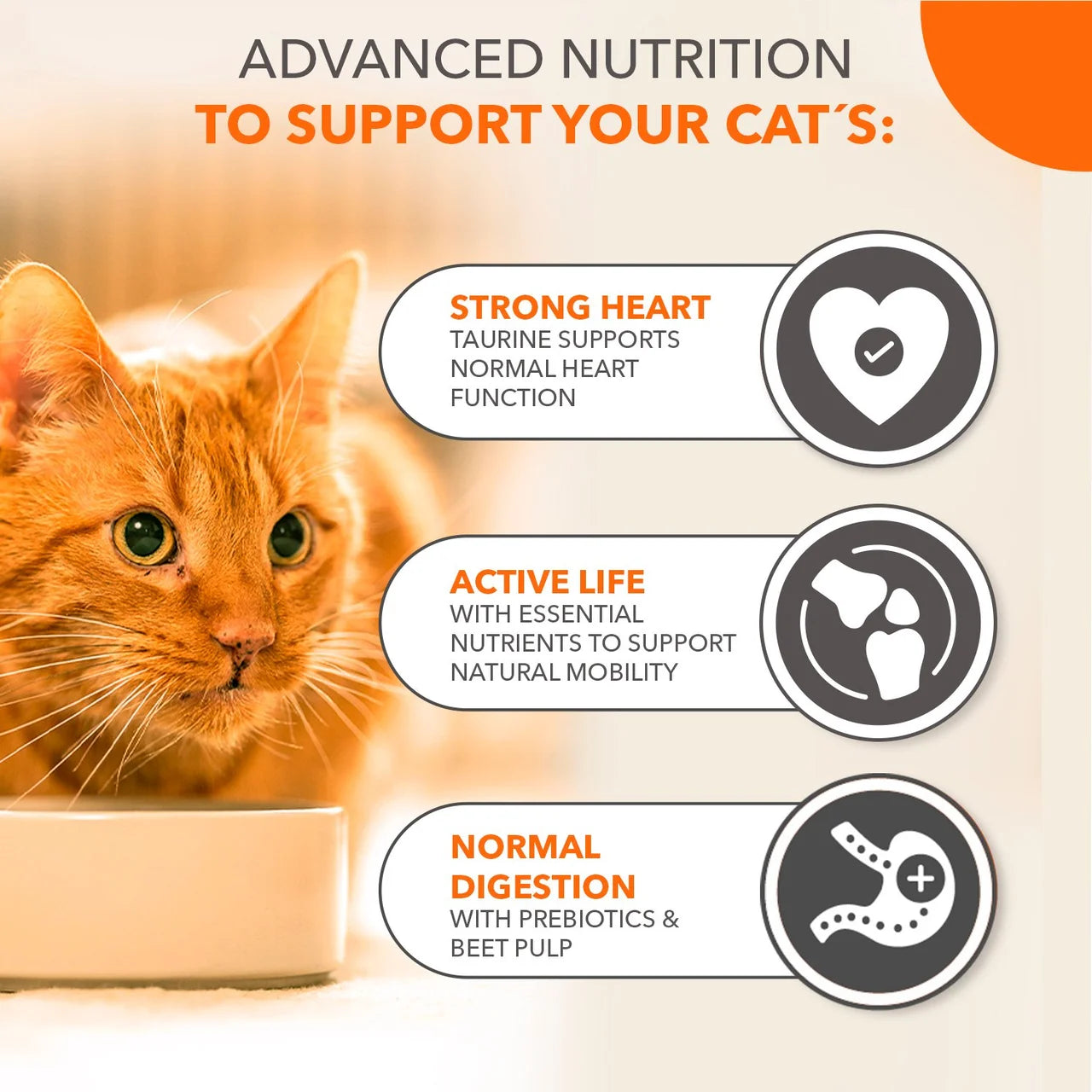 IAMS Senior 11+ Dry Cat Food Chicken 800g