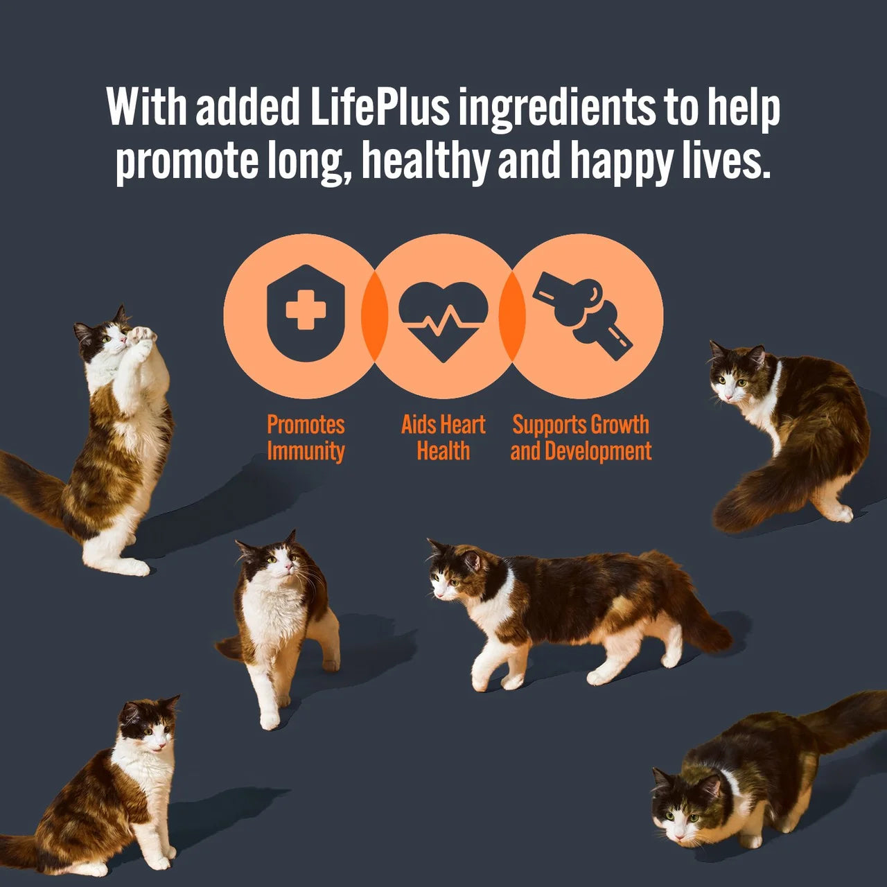 HiLife It's Only Natural Kitten Food - Tender Chicken 8 x 70g
