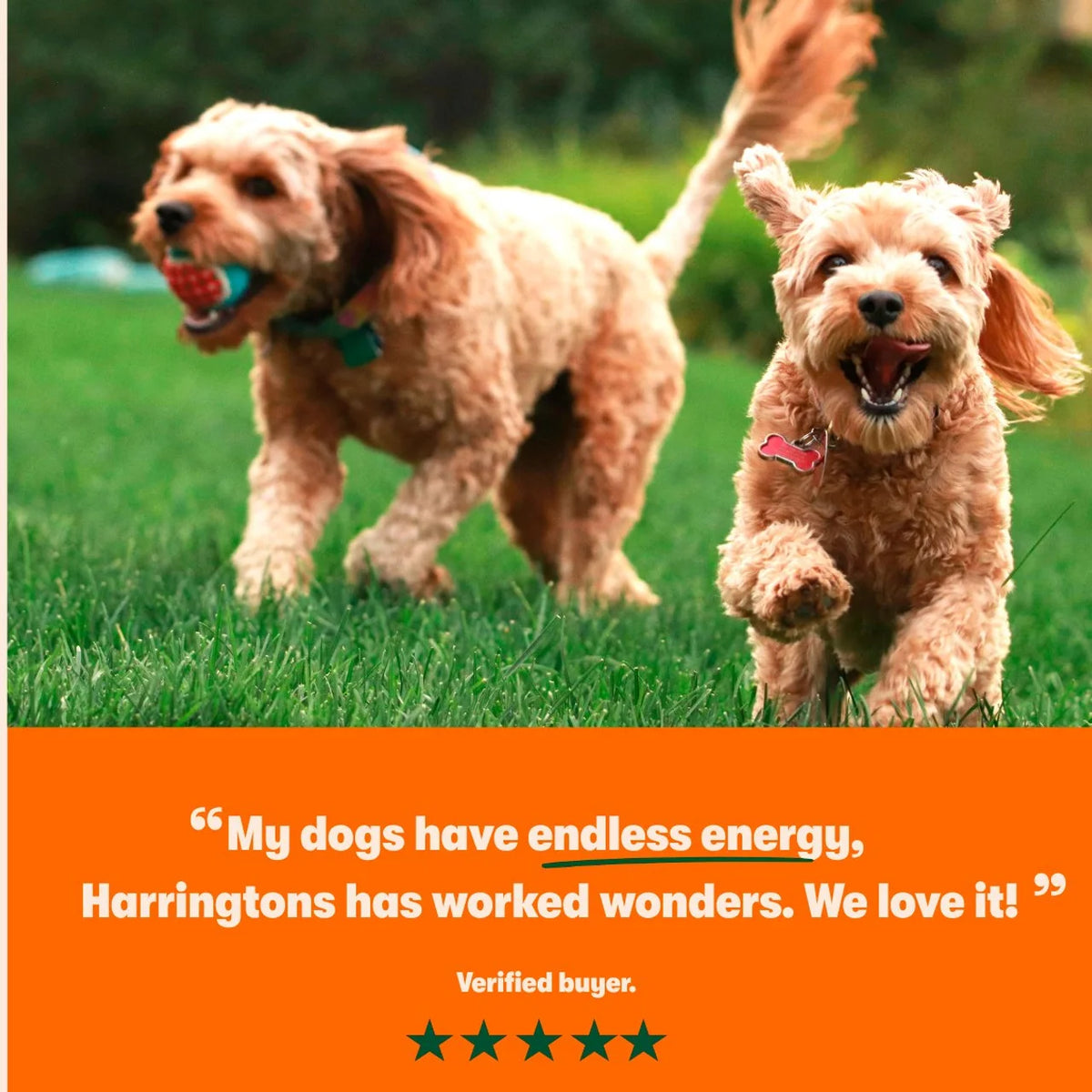 Harringtons Grain Free Superfoods Chicken Dry Dog Food 12kg