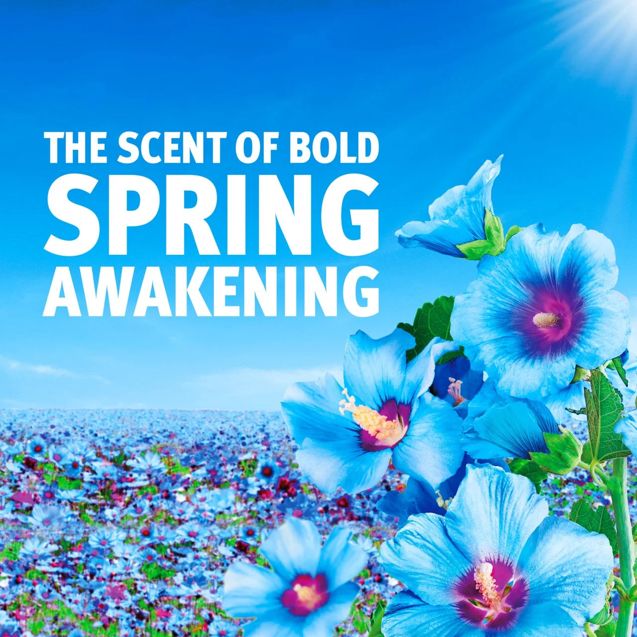 Bold Washing Powder Spring Awakening 44 Washes 2000g
