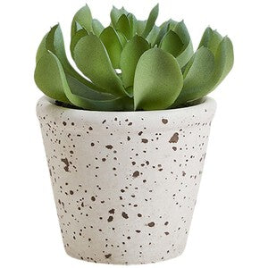 M&S Moss & Sweetpea Artificial Succulent in Ceramic Pot